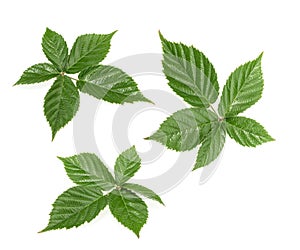 Blackberry leaf isolated on white background