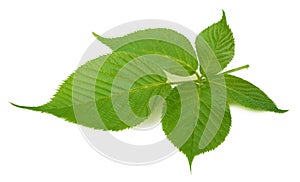 Blackberry leaf isolated