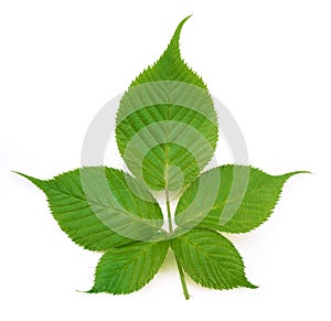 Blackberry leaf isolated