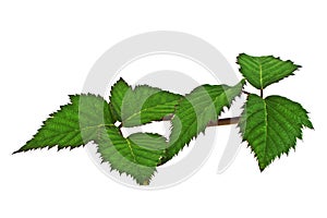 Blackberry leaf isolated on white background