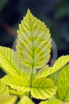 Blackberry leaf showing chlorosis from a nutrient deficiency photo