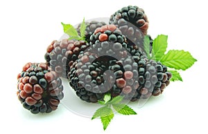Blackberry with leaflets