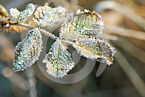 Blackberry leaves covered with hoarfrost in winter forest