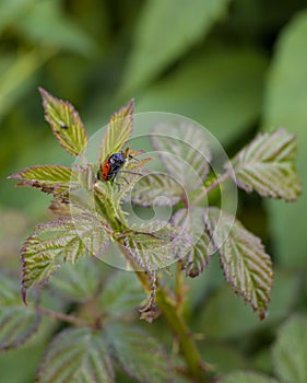 Blackberry leaves with Leaf Beetle