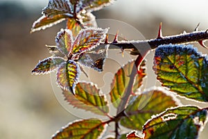Blackberry leaves on prickly twig covered with ice crystals of hoarfrost shine in vibrant colors