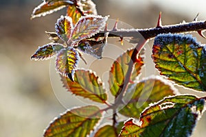Blackberry leaves on prickly twig covered with ice crystals of hoarfrost shine in vibrant colors.
