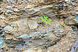 Blackberry leaves on sedimentary rocks.