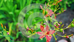 Blackberry Lily