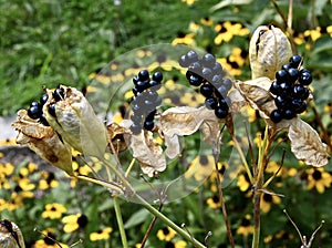 Blackberry Lily Fruits