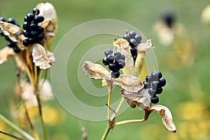 Blackberry Lily Fruits