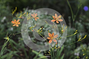 Blackberry lily, Iris domestica flower