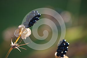 Blackberry lily seeds with Bokeh