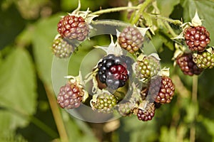 Blackberry - Mellow and green berries