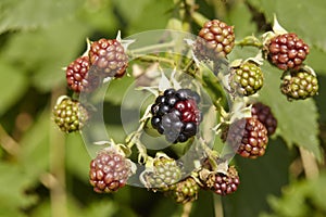 Blackberry - Mellow and green berries