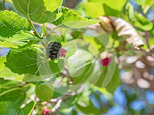 Blackberry on a Morus tree branch surrounded by green leaves photo