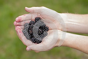 Blackberry picking in Autumn