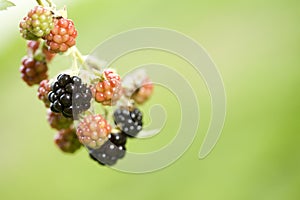 Blackberry Plant