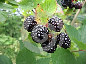 Blackberry plant with berries and green leaves in the garden.