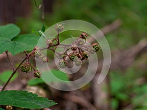 Blackberry plant grows in a woods