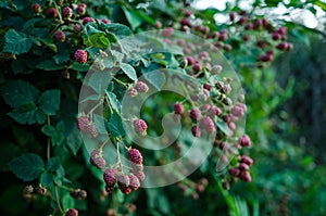 Blackberry plant