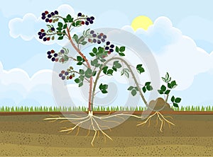 Blackberry plant vegetative reproduction scheme