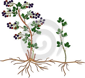 Blackberry plant vegetative reproduction scheme. photo