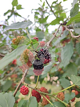 Ripening blackberries photo