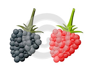 Blackberry and raspberry isolated white.