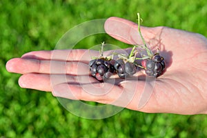 Blackberry or raspberry in the palm of your hand. Black raspberries on an open palm