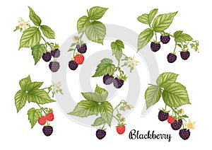 Blackberry. Ripe berries on branch. Clip art, set of elements for design