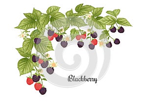 Blackberry. Ripe berries on branch. Clip art, set of elements for design