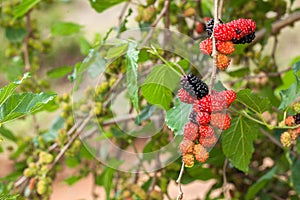 Blackberry ripe, ripening, and unripe green fruits on tree