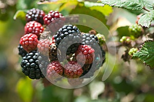 blackberry ripens on brambles ready to be foraged photo