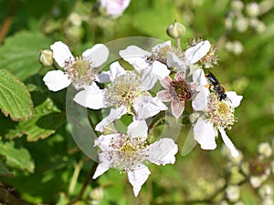 Blackberry rubus fruticosus flower and wild bee