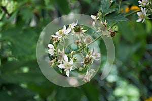 Blackberry, Rubus fruticosus `Mure Sauvage` in July in the garden. Germany