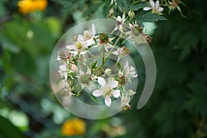 Blackberry, Rubus fruticosus `Mure Sauvage` in July in the garden. Germany photo