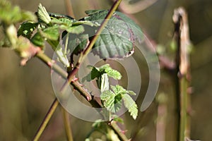 Blackberry (Rubus) - twig with fresh spring leaves