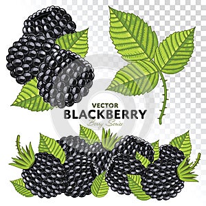 Blackberry Set, Vector.