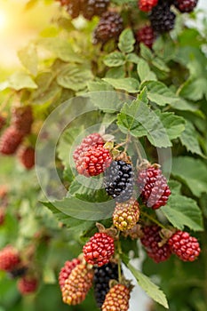 Blackberry species bush. Ripe, ripening, and unripe blackberries