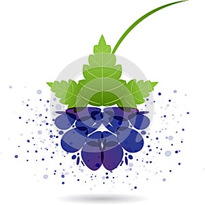 Blackberry splash vector