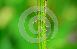 blackberry thorns macro