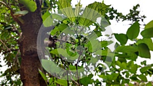 Blackberry tree with flower and fruit in development