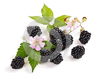 Blackberry on the twig and flower