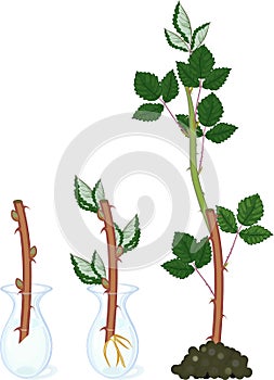 Blackberry vegetative reproduction scheme.