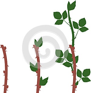 Blackberry vegetative reproduction scheme. Growth stages from propagule stem cutting to first year cane primocane of blackberr