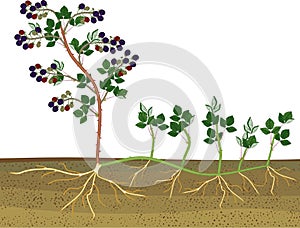 Blackberry vegetative reproduction scheme.