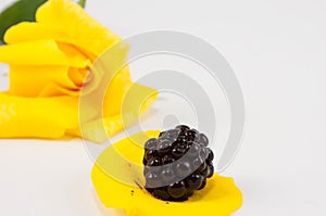 Blackberry on yellow rose petal