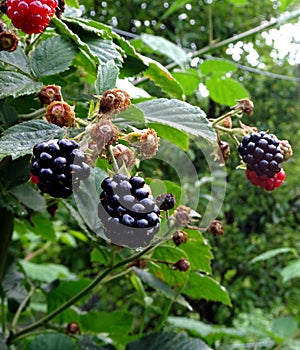 Blackberrys in the little garden