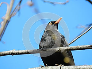 Blackbird against a blue sky