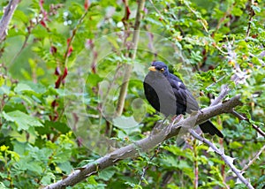Blackbird on Banch
